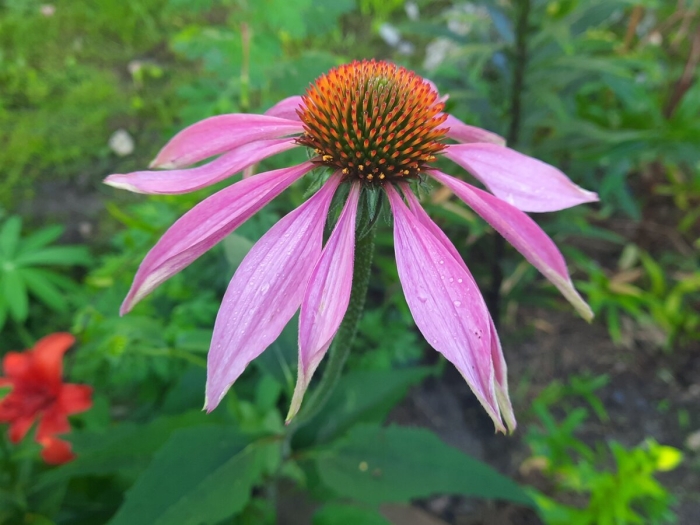 Эхинацея пурпурная растение