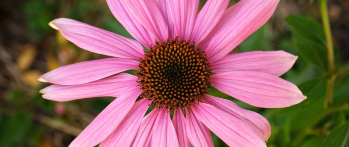 Эхинацея пурпурная purple coneflower