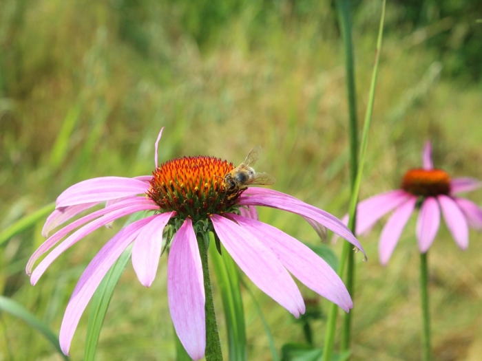 Эхинацея пурпурная pollination