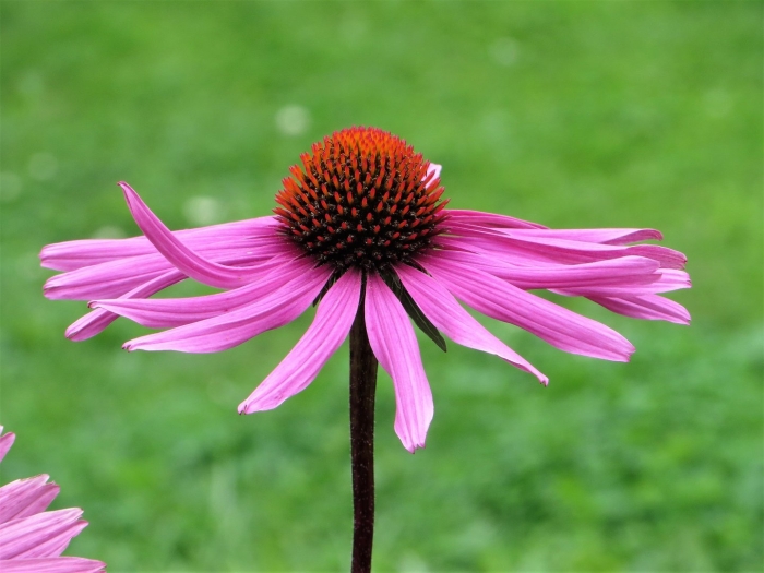 Эхинацея rubinstein