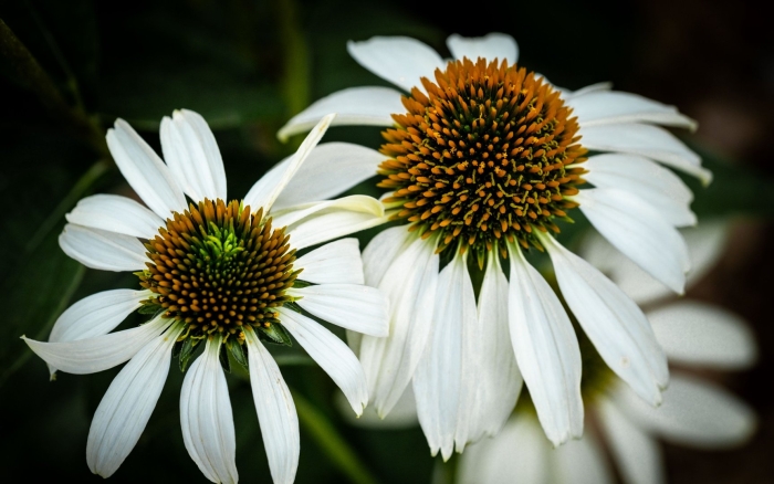 Эхинацея белая