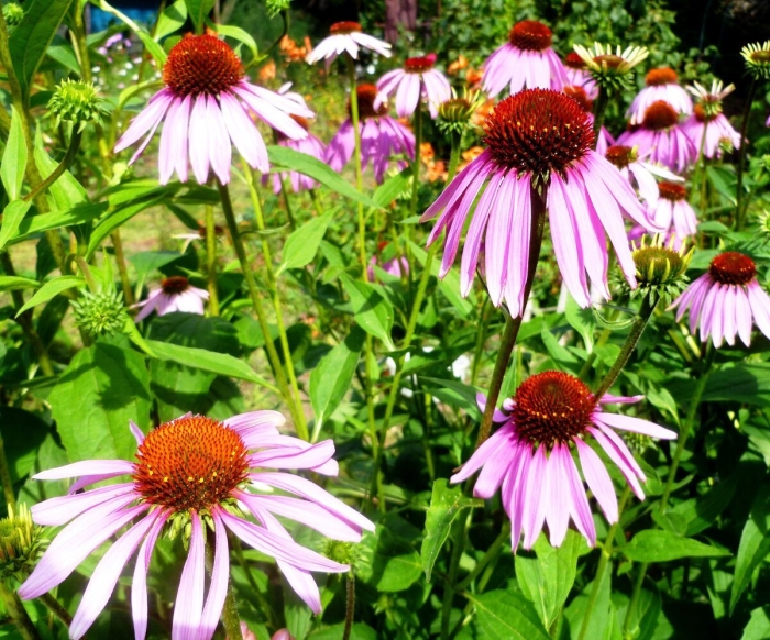 Эхинацея пурпурная echinacea purpurea