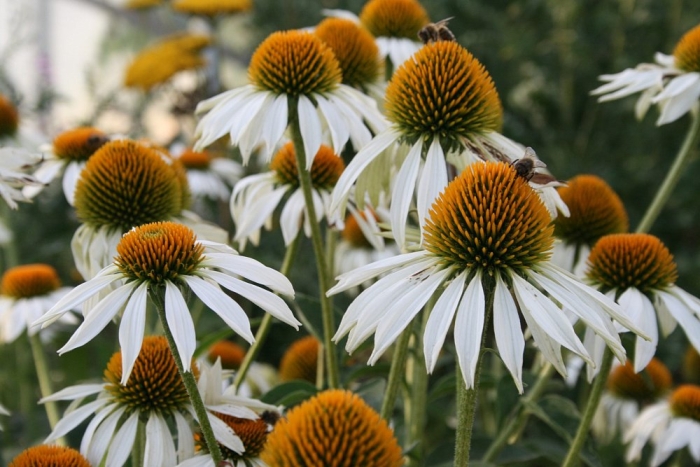 Эхинацея пурпурная примадонна уайт