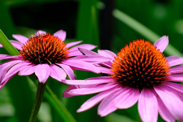 Эхинацея биг кахуна