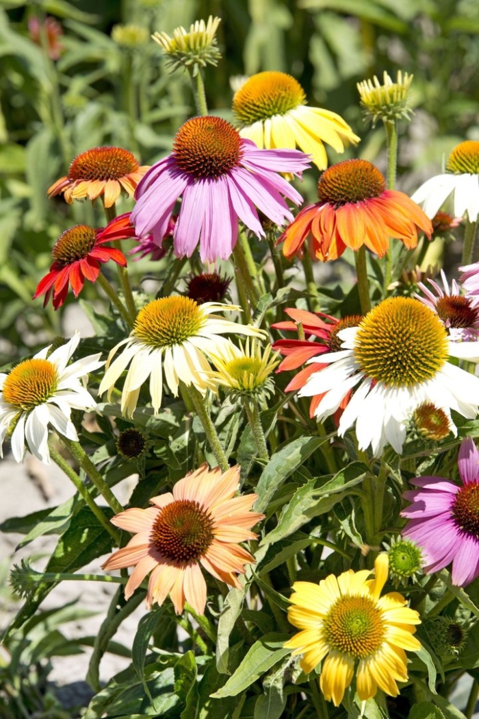 Эхинацея парадизо смесь гавриш