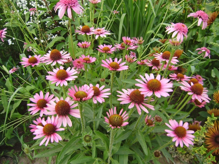 Эхинацея пурпурная ред барон