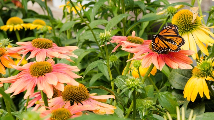 Эхинацея кайена спирит