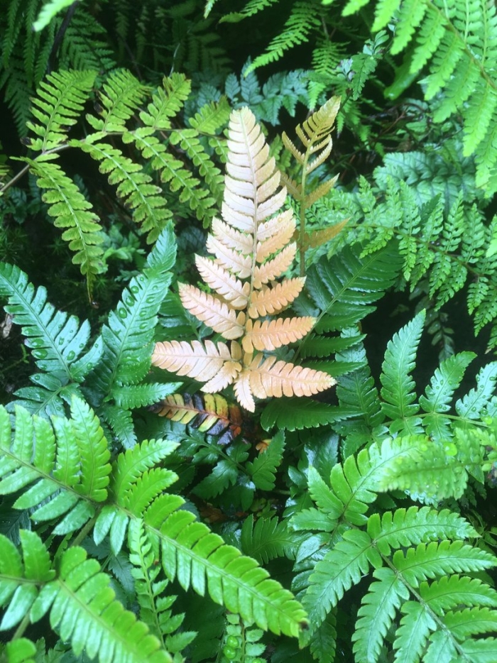 Щитовник китайский dryopteris chinensis