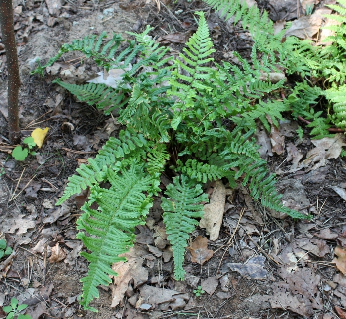 Щитовник dryopteris affinis