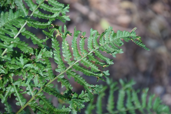 Dryopteris affinis ’revolvens’
