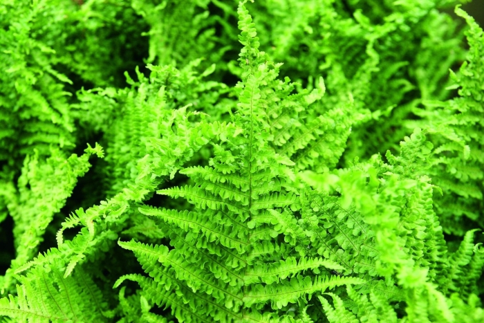 Кочедыжник папоротник