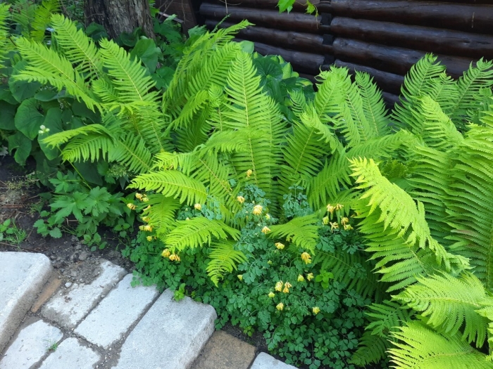 Щитовник криспа кристата cristata