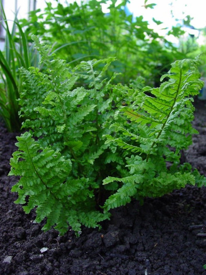 Щитовник криспа кристата