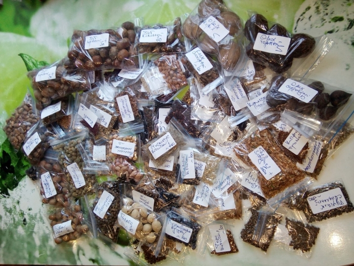 Семена растений