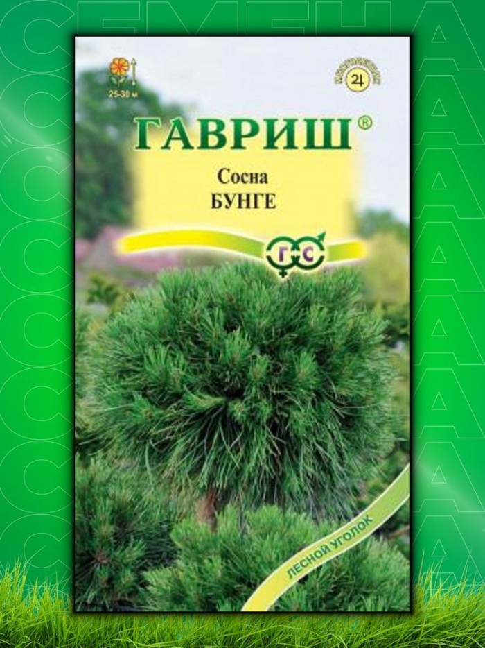 Семена сосна бунге