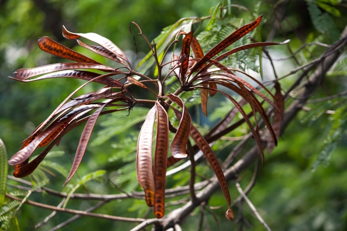Стручки акации