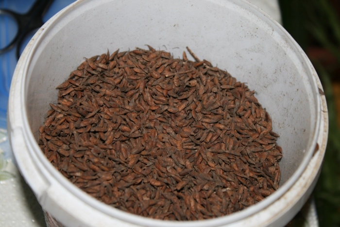 Семена аморфа кустарниковая