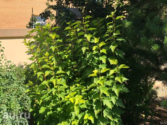 Живая изгородь пузыреплодник