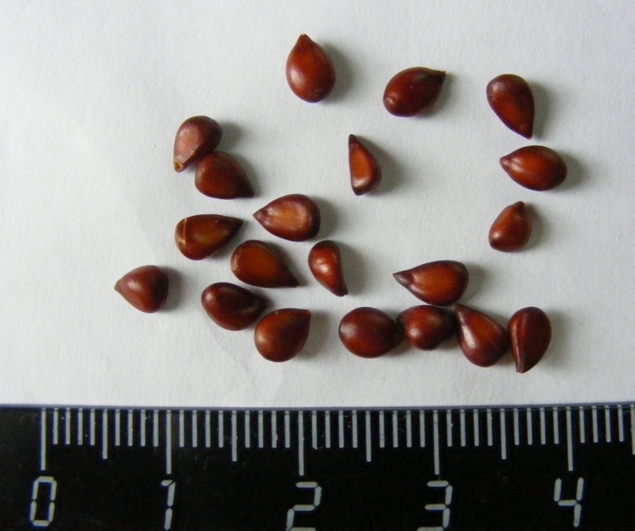 Семена айва японская