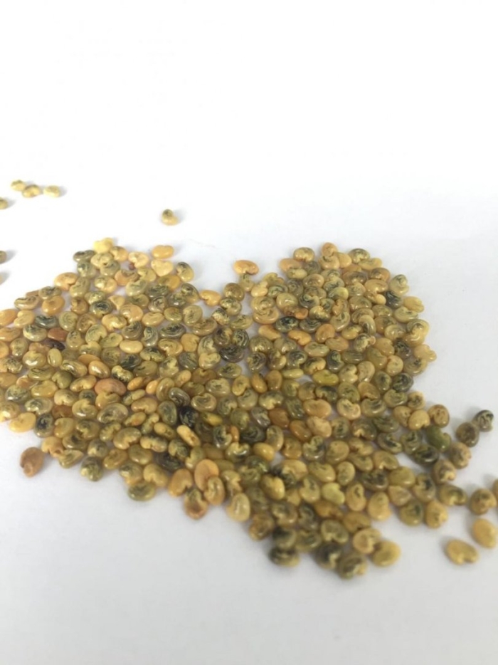 Crotalaria mucronata