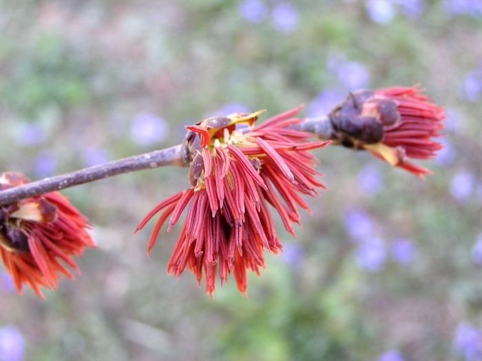 Euptelea pleiosperma