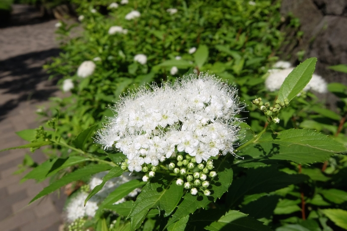 Спирея японская альбифлора