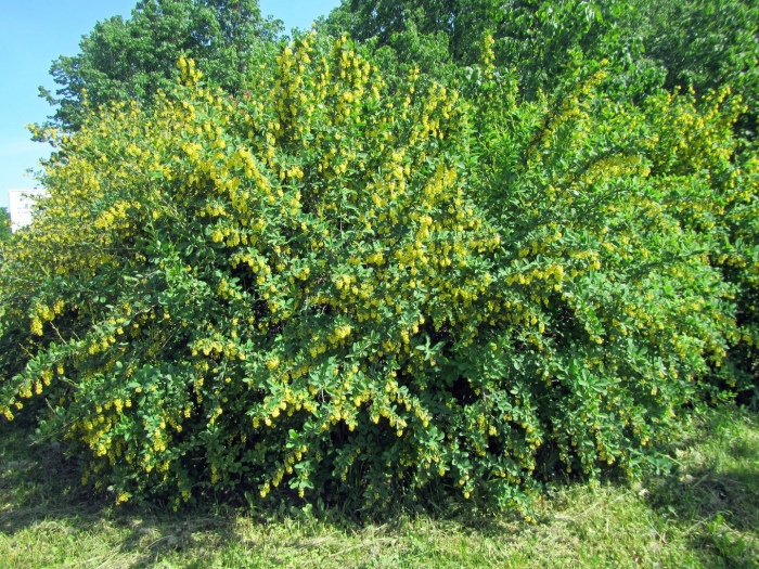 Барбарис бородавчатый