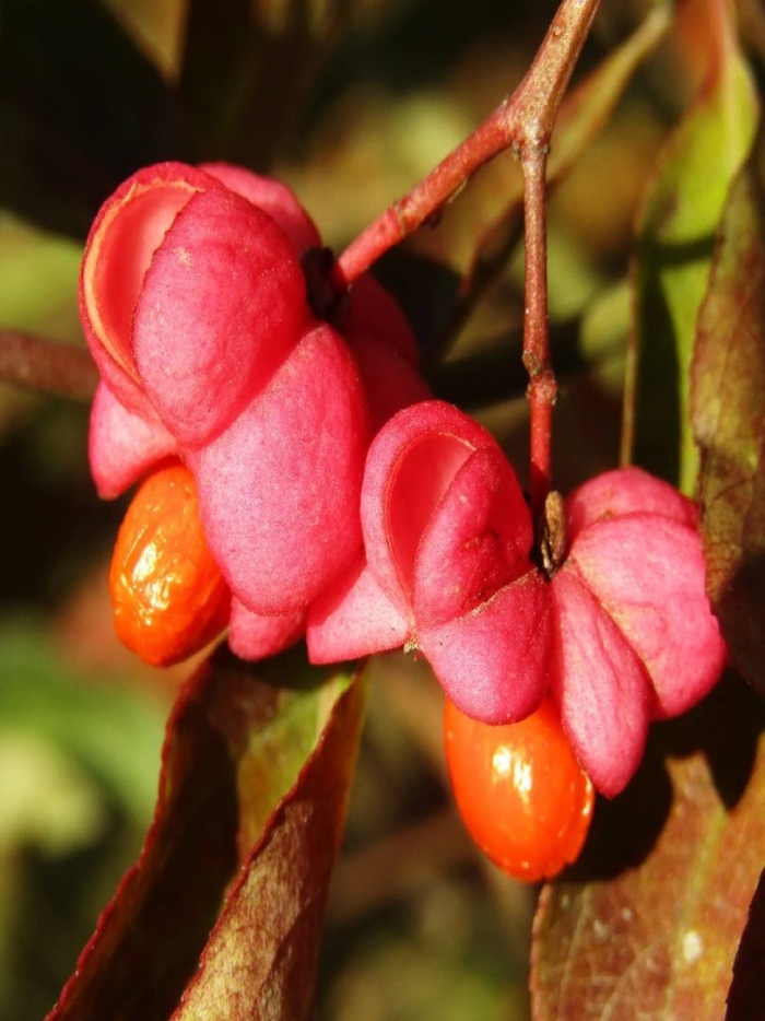 Бересклет европейский бородавчатый