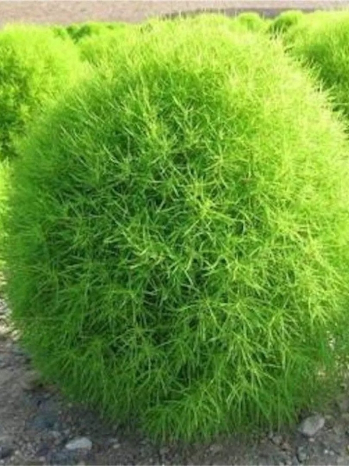 Кохия веничная