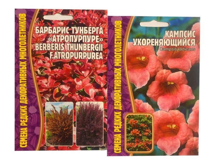 Кампсис укореняющийся