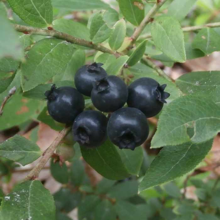 Lowbush blueberry