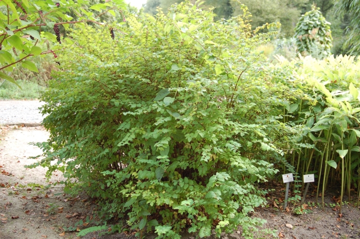 Symphoricarpos orbiculatus