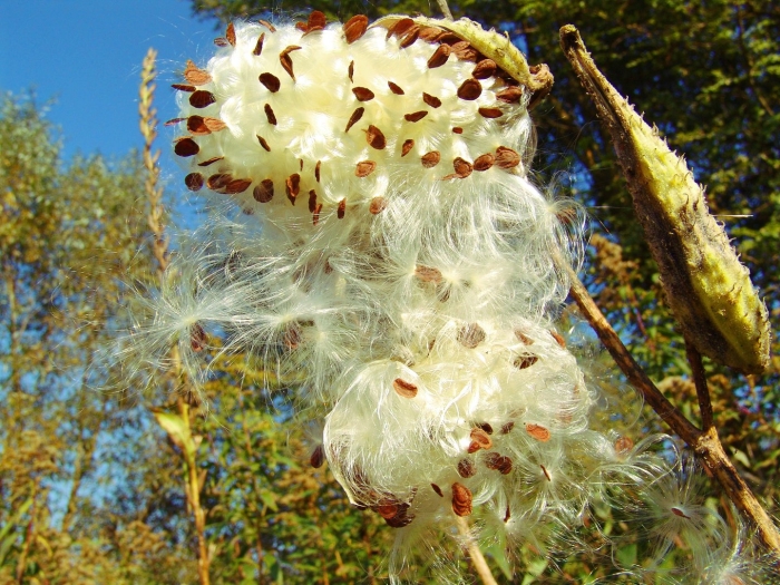 Семена milkweed