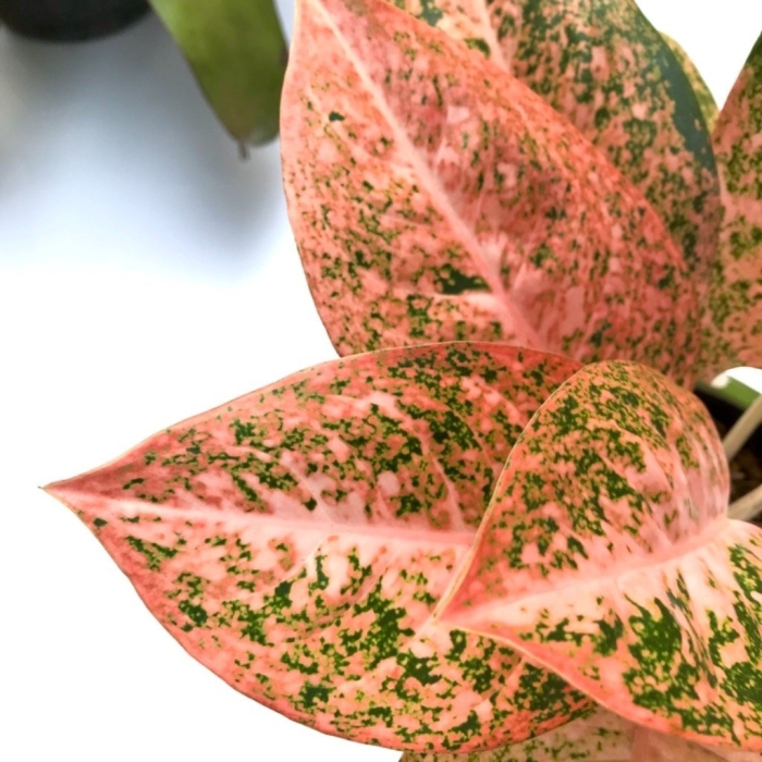 Аглаонема сноу флейк