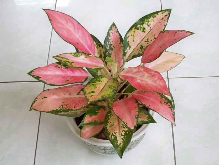 Аглаонема кордилина