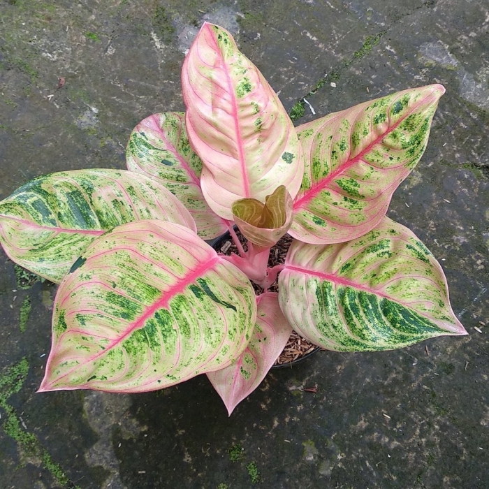 Аглаонема маранта