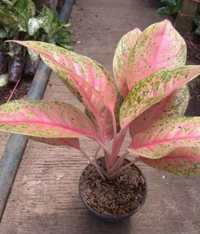 Аглаонема пинк