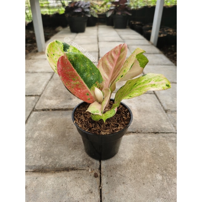 Аглаонема эмеральд пинк