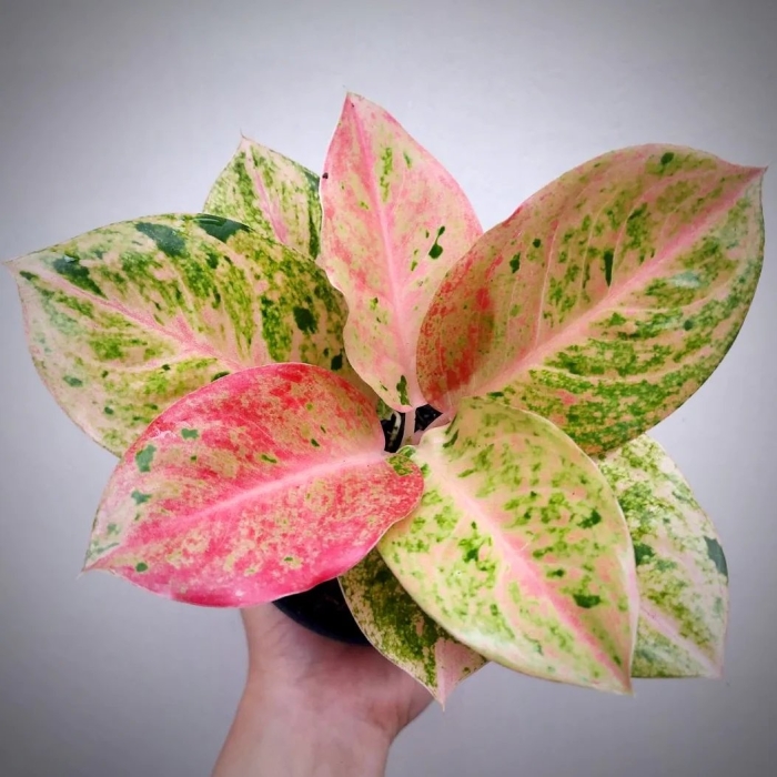 Аглаонема пинк эмеральд