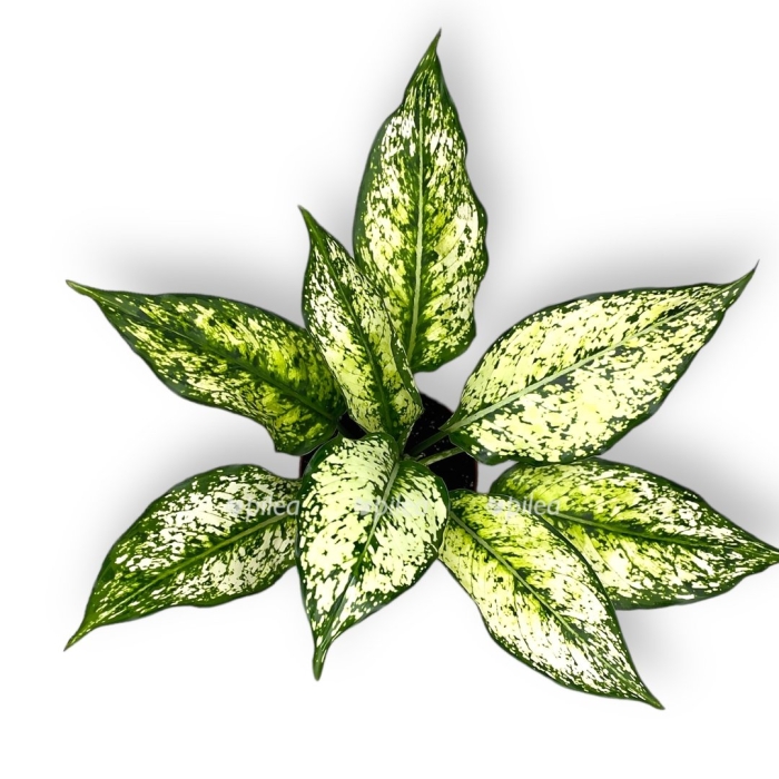 Аглаонема ферст даймонд