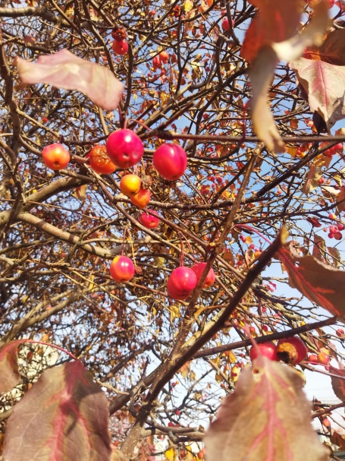 Ранетка яблоня