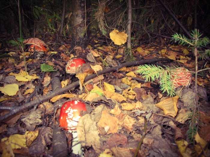 Гриб в лесу