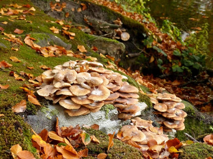 Позднеосенние грибы подмосковья