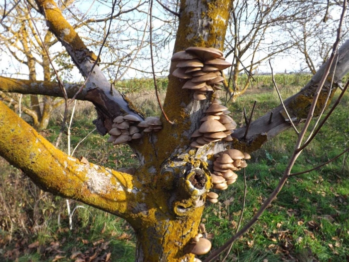 Вёшенка устричная pleurotus ostreatus