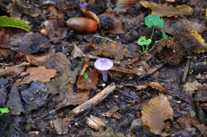 Inocybe geophylla var lilacina