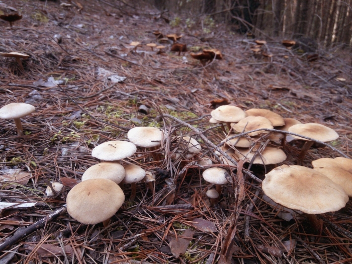 Грибная поляна в лесу