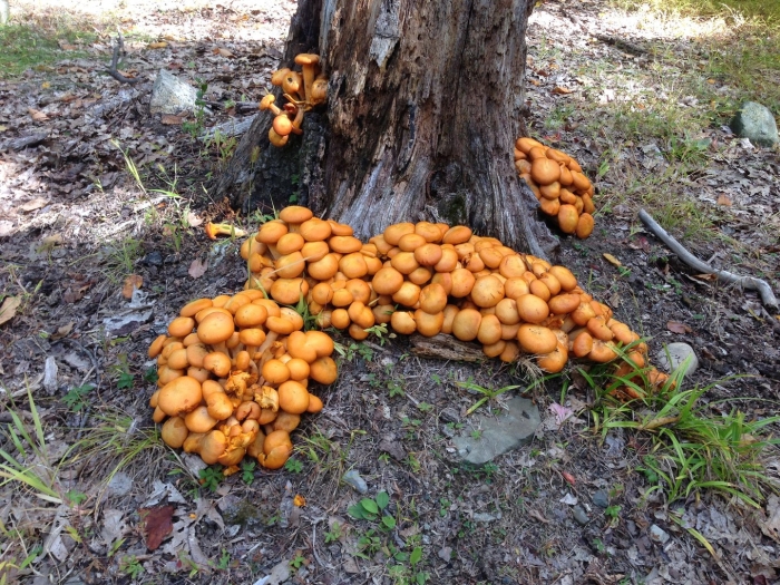 Чешуйчатка намеко