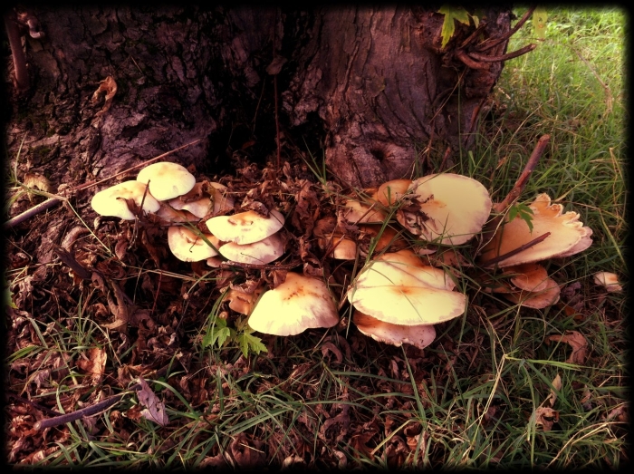 Опенок осенний гриб