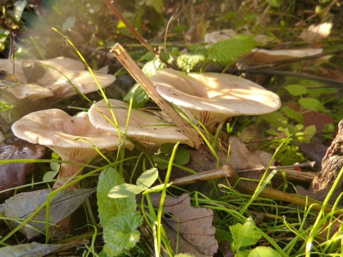 Говорушка подогнутая clitocybe geotropa