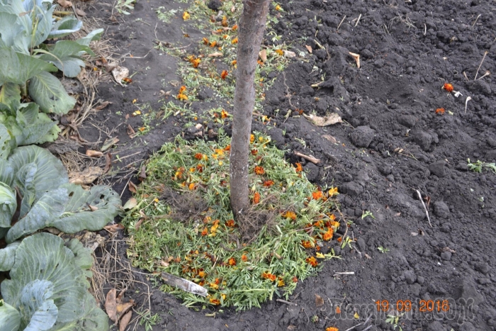 Замульчировать приствольный круг яблони